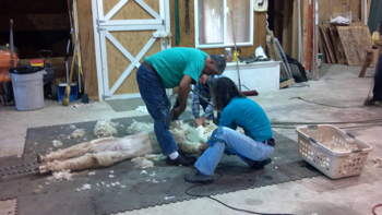 Shearing on Floor