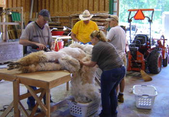 Shearing on Table