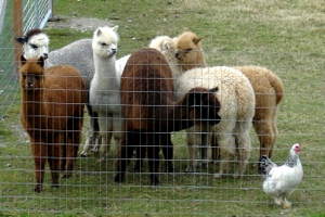 Alpaca Manure