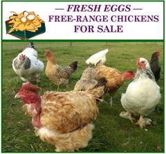 Fresh Eggs For Sale